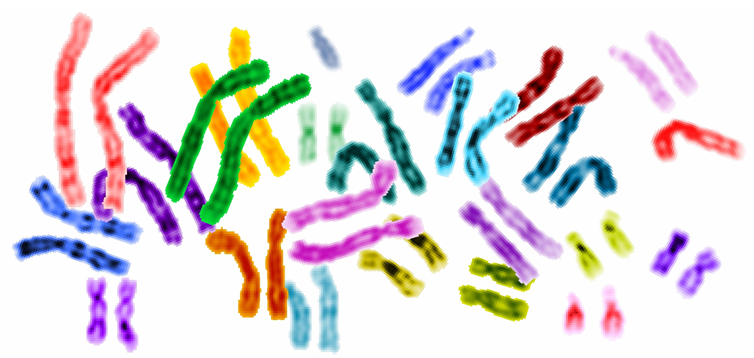 Human genome.png