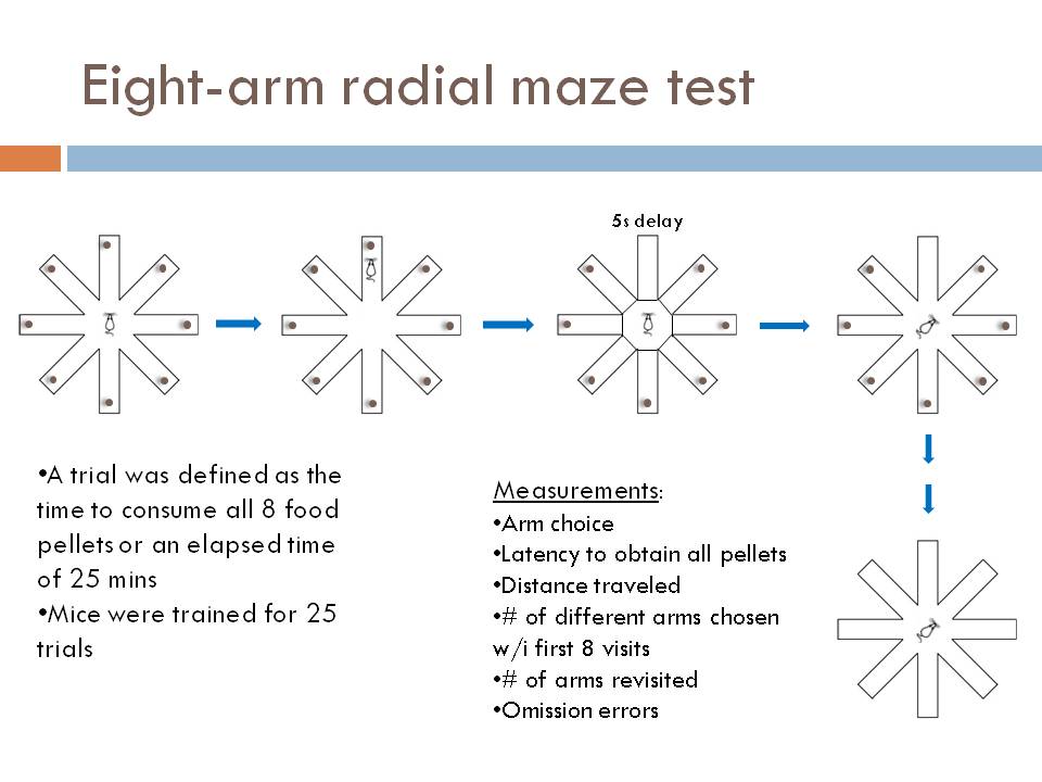 Eight arm radial maze.jpg